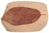 Red Fossil Hickory Leaf (Carya) - Montana #189022-1